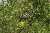 Emberiza schoeniclus