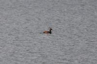 Podiceps nigricollis