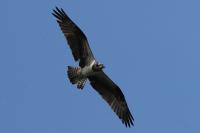 Pandion haliaetus