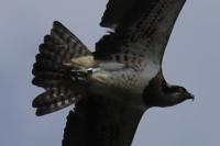 Pandion haliaetus