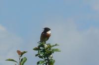 Saxicola rubicola