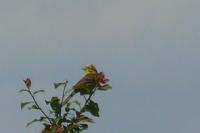 Emberiza citrinella