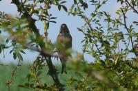 Emberiza calandra