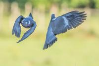 Columba palumbus