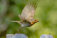 Erithacus rubecula