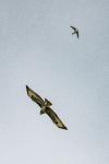 Buteo buteo