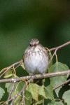 Muscicapa striata