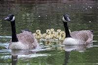 Branta canadensis