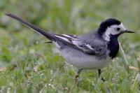 Motacilla alba