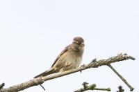 Passer domesticus