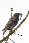 Sturnus vulgaris