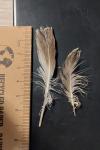Pluvialis apricaria