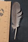 Columba palumbus