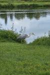 Ardea cinerea