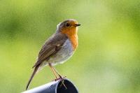 Erithacus rubecula