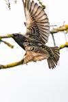 Sturnus vulgaris
