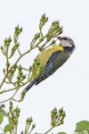 Cyanistes caeruleus