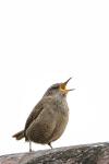 Troglodytes troglodytes