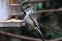Lophophanes cristatus