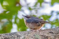 Sitta europaea