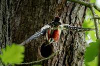 Dendrocopos major