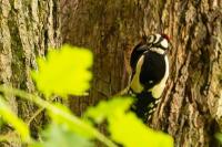 Dendrocopos major