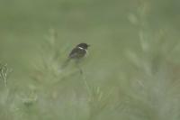 Saxicola rubicola