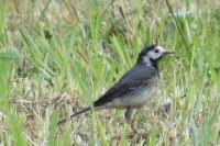 Motacilla alba