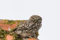 Athene noctua