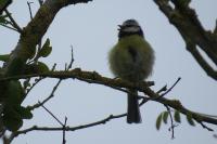 Cyanistes caeruleus