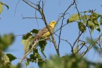Emberiza citrinella
