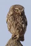 Athene noctua