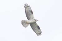 Pernis apivorus