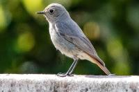 Phoenicurus ochruros