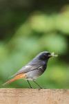 Phoenicurus ochruros