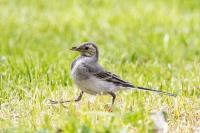 Motacilla alba