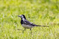 Motacilla alba