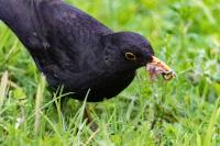 Turdus merula