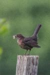 Turdus merula