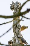 Sitta europaea