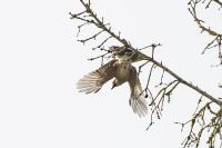 Garrulus glandarius