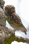 Athene noctua