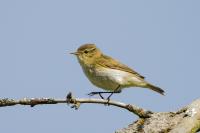 Phylloscopus collybita