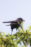 Corvus corone