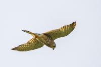 Falco tinnunculus