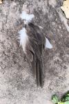 Charadrius hiaticula