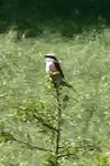 Lanius collurio