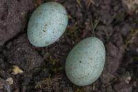 Turdus merula