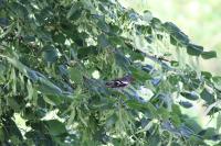 Fringilla coelebs