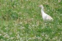 Bubulcus ibis